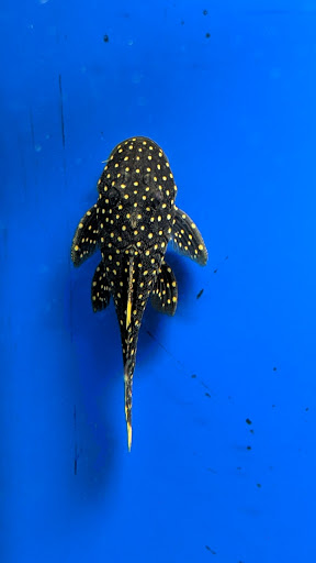 Shopping Mall «Cromwell Field Shopping Center», reviews and photos, 7383 Baltimore Annapolis Blvd, Glen Burnie, MD 21061, USA