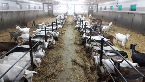 Dairy farm Québec
