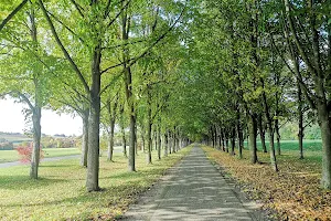 Baille Maille Avenue - the avenue of lime trees image