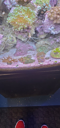 Tropical Fish Store «Glass Aquatics», reviews and photos, 542 W Harwood Rd, Hurst, TX 76054, USA