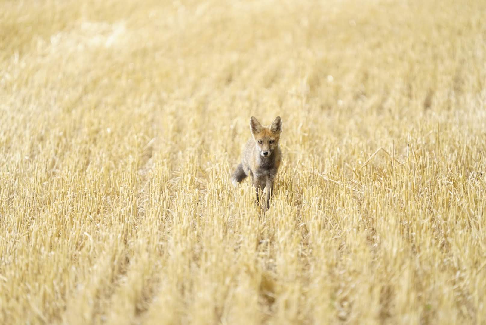 Photo n° 4 de l'avis de Barthélémy.e fait le 13/01/2020 à 17:10