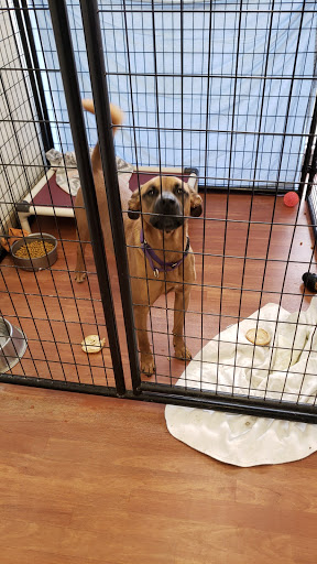 Animal Shelter «HELP the Animals, Inc», reviews and photos, 2101 W Main St, Richmond, IN 47374, USA