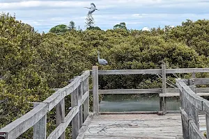 Mangrove Boardwalk image