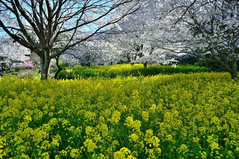 中後閑の桜並木