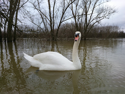 Promenade bord de Saône à Montmerle-sur-Saône