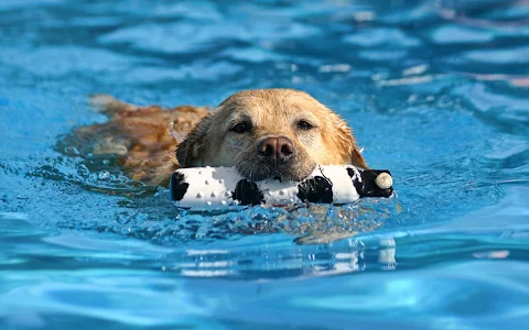 Doggy Paddle Aquatic Center For Dogs image
