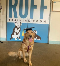 Ruff Life Dog Training Services - Photo 8 - Car repair in Asheville, NC, Asheville