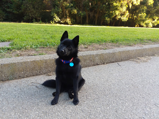 Park «Stern Grove Dog Park», reviews and photos, 100 Vale Ave, San Francisco, CA 94132, USA