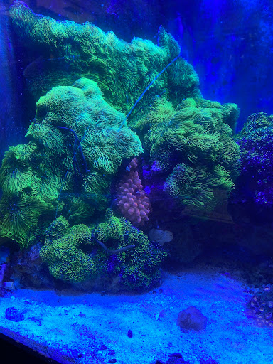 Pet Store «Exotic Fish», reviews and photos, 406 Northside Dr # F, Valdosta, GA 31602, USA