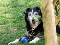 More Waggin' Pet Taxi Services - Photo 7 - Car repair in Magnolia, DE, Dover