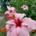 Photo n°5 de l'avis de Uschi. fait le 26/09/2023 à 18:51 sur le  Park Hotel Terme Mediterraneo à Forio