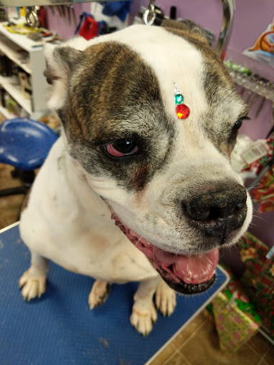 Pet Groomer «Furry Tails Pet Grooming», reviews and photos, 865 Cypress Pkwy, Poinciana, FL 34759, USA