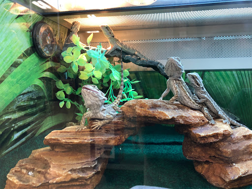 Pet Supply Store «PetSmart», reviews and photos, 316 NE 78th St, Vancouver, WA 98665, USA