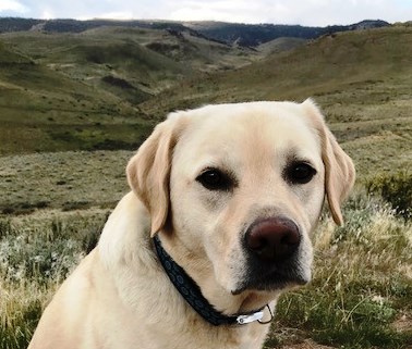 Pet Store «Pet Play House», reviews and photos, 2403 E 4th St, Reno, NV 89512, USA