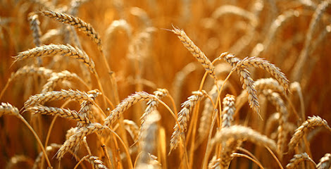 Cowra Seed & Grain