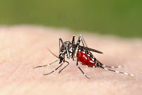 Tactical Mosquito Control - Photo 4 - Car repair in , Fort Worth