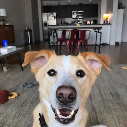 Dog Sitting