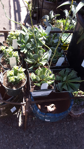 Plant Nursery «Orchard Nursery and Florist», reviews and photos, 4010 Mt Diablo Blvd, Lafayette, CA 94549, USA