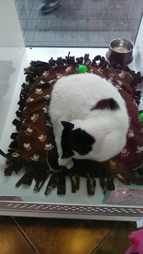 Pet Adoption Service «Found Animals Adopt & Shop», reviews and photos, 353 Lakewood Center Mall, Lakewood, CA 90712, USA