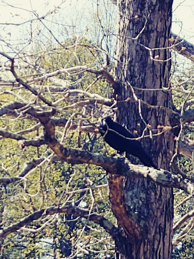 Visitor Center «Golden Pond Visitor Center & Planetarium», reviews and photos, 238 Visitor Center Dr, Golden Pond, KY 42211, USA