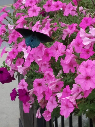 Amusement Park «Ober Gatlinburg», reviews and photos, 1001 Parkway #2, Gatlinburg, TN 37738, USA