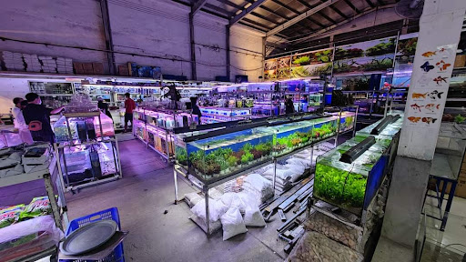 Top 2 cửa hàng cá kiểng Huyện A Lưới Thừa Thiên Huế 2022