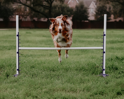 Pet Supply Store «J & J Dog Supplies», reviews and photos, 975 Ford St, Colorado Springs, CO 80915, USA