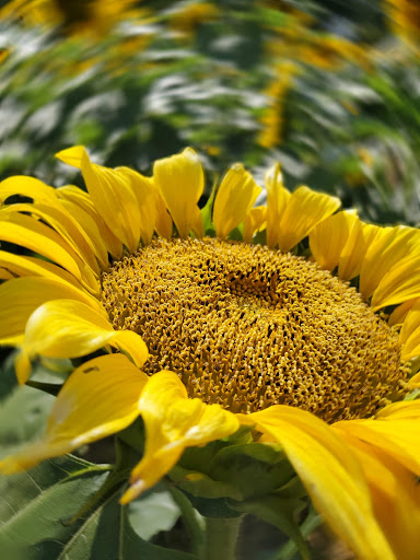 Farm «Alstede Farms», reviews and photos, 1 Alstede Farms Ln, Chester, NJ 07930, USA