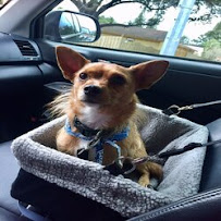 DoggyDay Inn Resort, Daycare & Grooming - Photo 8 - Car repair in Tampa, FL, Tampa