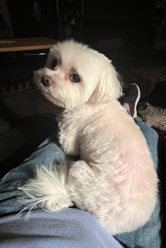 Pet Supply Store «Petco Animal Supplies», reviews and photos, 2121 Harwood Rd, Bedford, TX 76021, USA