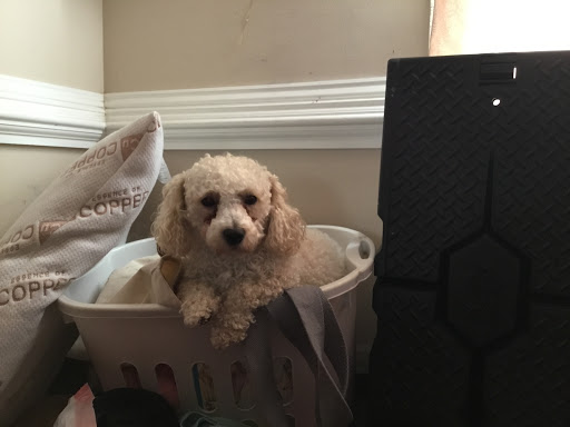 Pet Supply Store «Petco Animal Supplies», reviews and photos, 10055 Wellington Rd, Manassas, VA 20110, USA