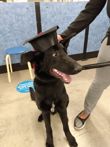 Pet Supply Store «PetSmart», reviews and photos, 475 Bank St, Waterbury, CT 06708, USA