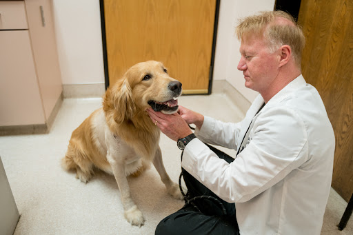 Beacon Veterinary Specialists