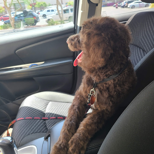 Pet Supply Store «PetSmart», reviews and photos, 1321 W Craig Rd, North Las Vegas, NV 89032, USA