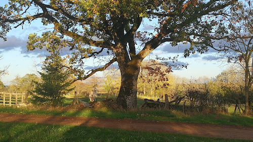 Menhir de Pierre-Pointe à Sussey