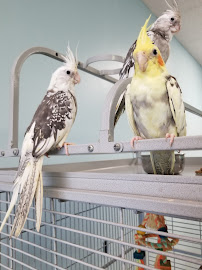 Animal Cove Pets & Pet Grooming - Photo 8 - Car repair in Phenix City, AL, Auburn