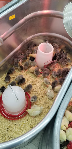 Home Improvement Store «Tractor Supply Co.», reviews and photos, 2028 N Locust Ave, Lawrenceburg, TN 38464, USA