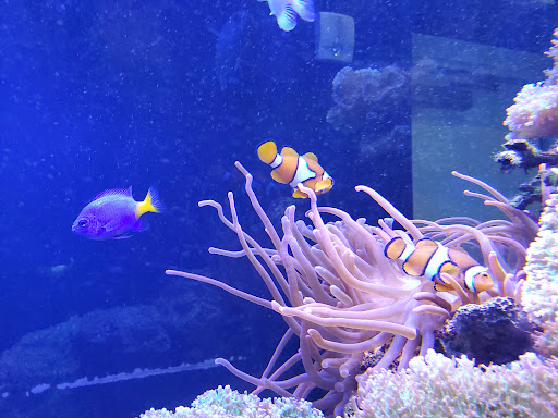 Animal Hospital «Loggerhead Marinelife Center», reviews and photos, 14200 U.S. Hwy 1, Juno Beach, FL 33408, USA