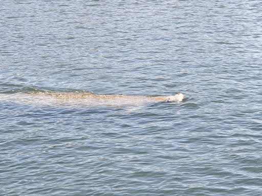Tourist Attraction «Fun 2 Dive - Swim with Manatees», reviews and photos, 135 NE 3rd St, Crystal River, FL 34429, USA