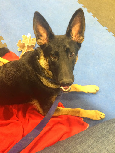 Pet Supply Store «Naturally 4 Paws», reviews and photos, 9337 Silverdale Way NW, Silverdale, WA 98383, USA