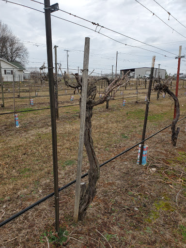 Vineyard «Canadian River Vineyard and Winery LLC», reviews and photos, 7050 Slaughterville Rd, Lexington, OK 73051, USA