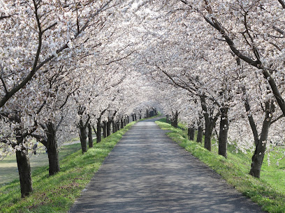 高時川 桜並木