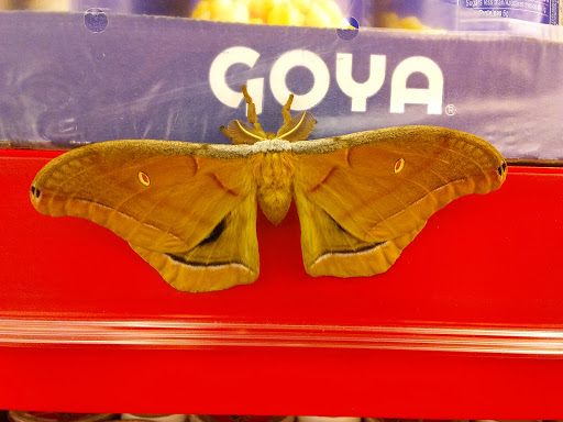 Grocery Store «Save-A-Lot», reviews and photos, 1534 3rd St SW, Winter Haven, FL 33880, USA