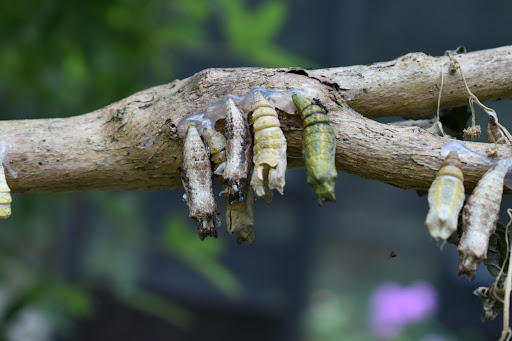 Non-Profit Organization «Lost River Cave», reviews and photos, 2818 Nashville Rd, Bowling Green, KY 42101, USA