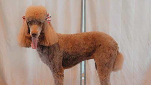 Pet Groomer «Precious Paws Pet Grooming», reviews and photos, 1807 Franklin St, Michigan City, IN 46360, USA