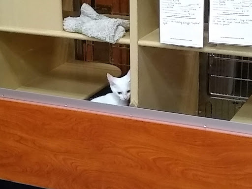 Pet Supply Store «PetSmart», reviews and photos, 3101 Market Center Drive, Morrisville, NC 27560, USA