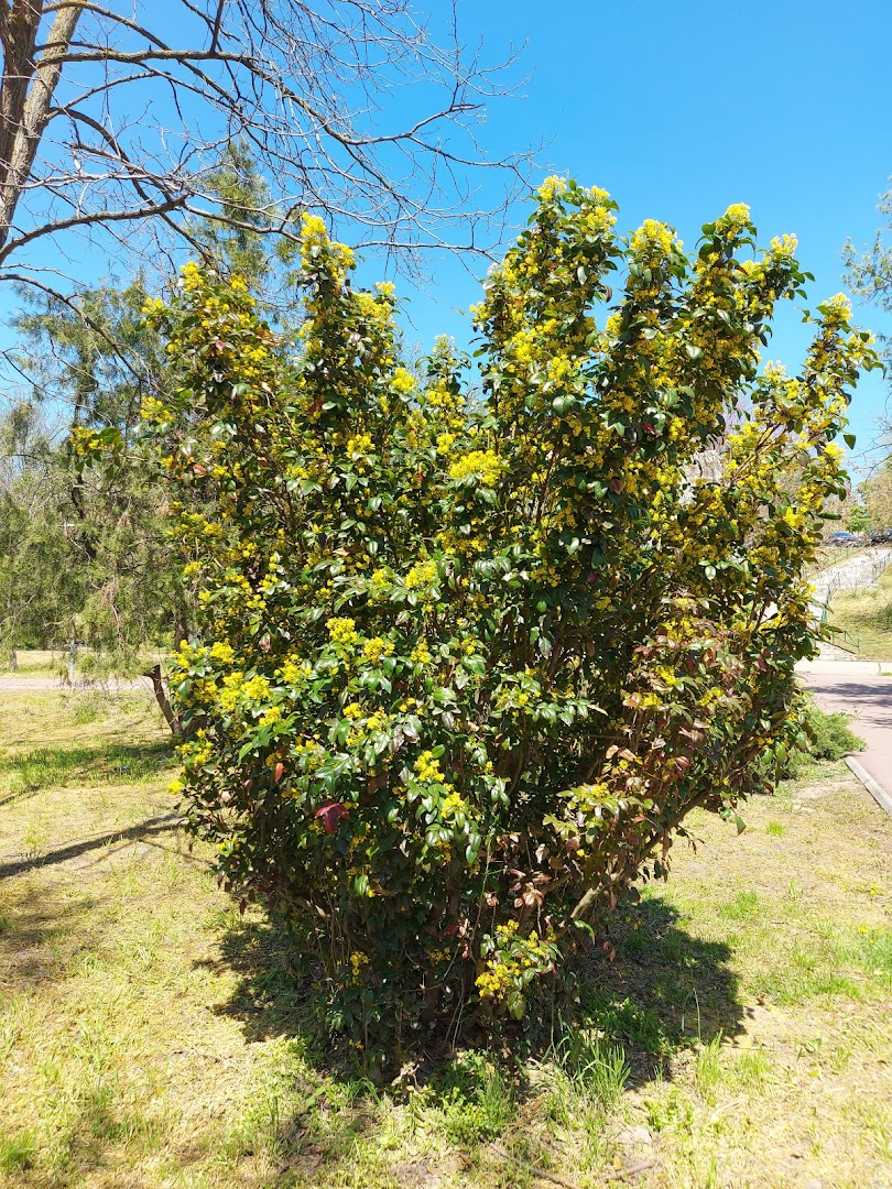Călărași, Romanya