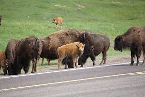 Custer State Park Wildlife Loop Road image