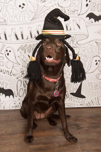 Pet Store «Earthwise Pet - Southlake», reviews and photos, 100 W Southlake Blvd #150, Southlake, TX 76092, USA