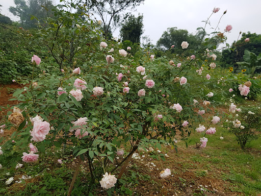 Garden Rose (Vườn Hoa Quốc Huy)